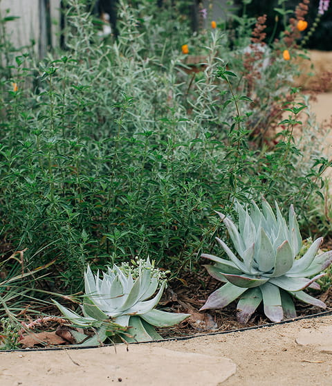 Two green succulent plants in sandy garden near other green foliage and flowers.