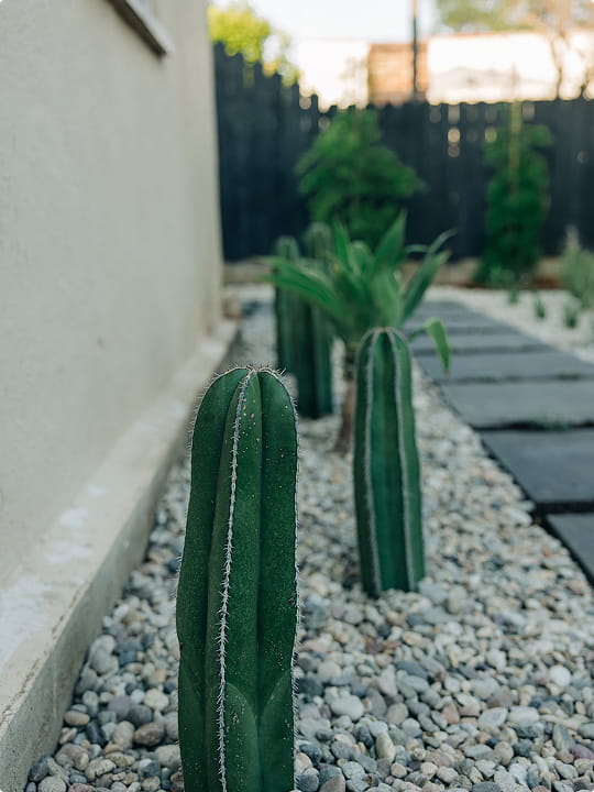 Succulent garden with columnar cacti growing among gravel beside a paved pathway and a white wall.