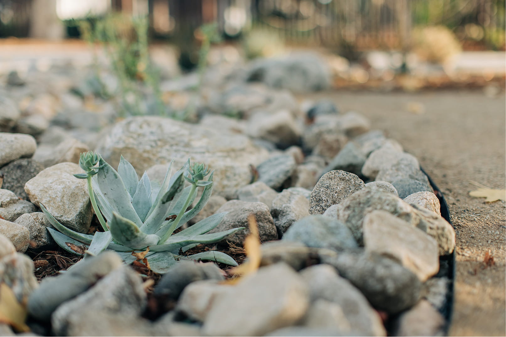 Green succulent plant surrounded by various sized rocks in a landscaped garden bed.