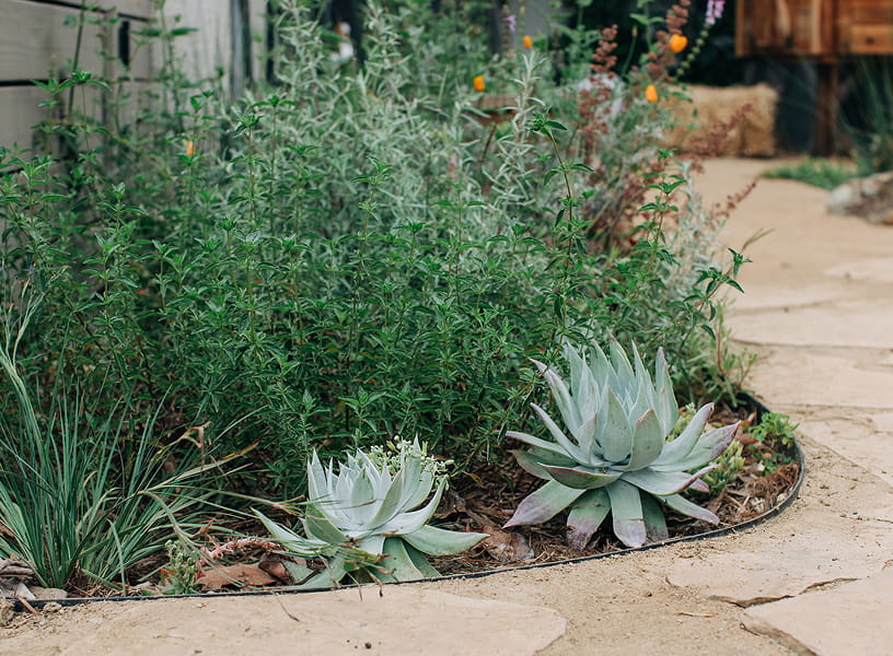Succulent plants and green shrubs in a garden bed bordered by a stone pathway.