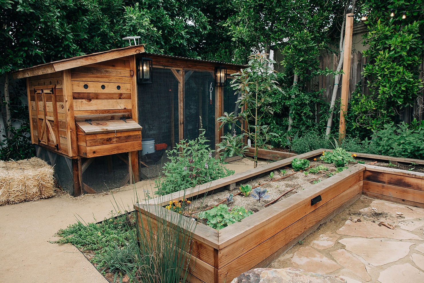Wooden chicken coop and raised garden beds in a lush backyard. Green plants and trees surround the area, creating a tranquil setting.