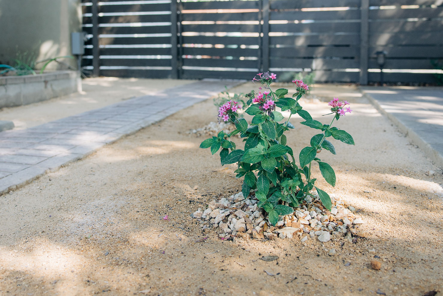 A plant with pink flowers grows in a sandy garden, surrounded by stones. A wooden fence and paved path are visible in the background.