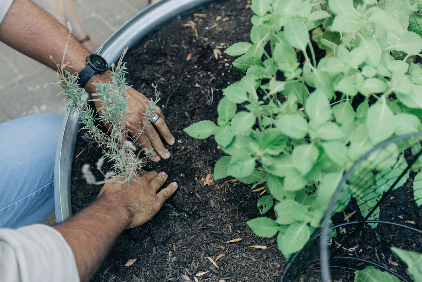 Hands tending to plants in a garden, surrounded by green leaves and soil. A watch and ring are visible, conveying a calm, nurturing mood.