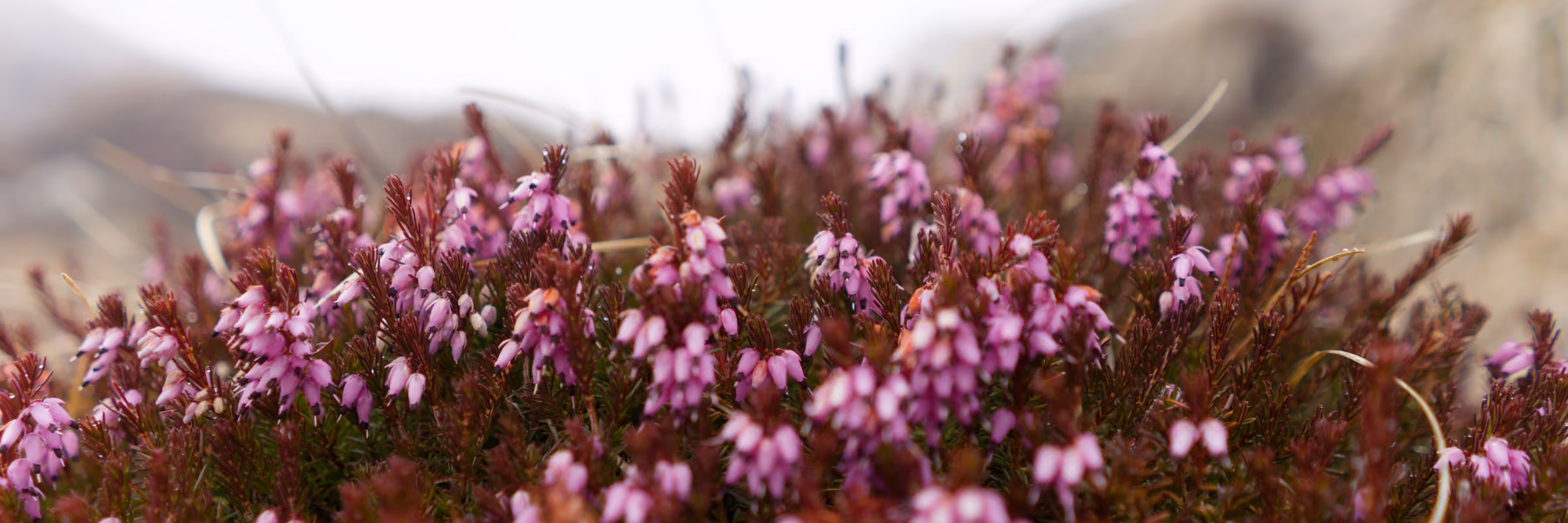 Close-up of purple heather flowers with brown-green stems and blurred background.