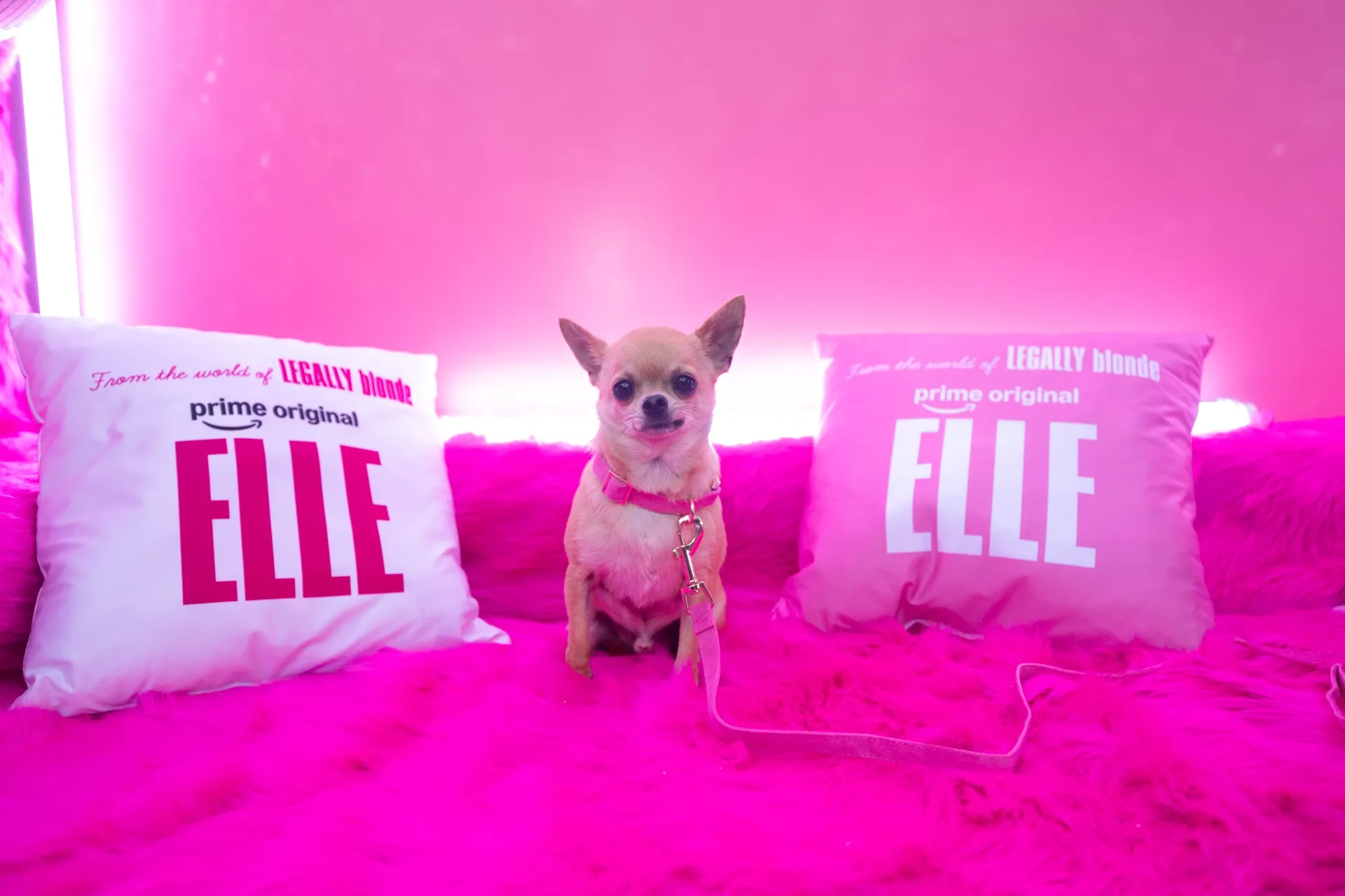 Small dog sits on a pink couch between Elle-branded cushions.