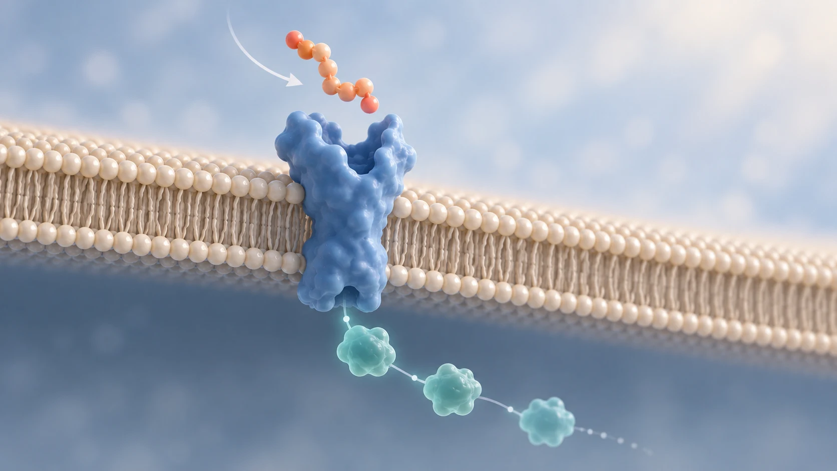 How Peptides Communicate With Cells: Receptors, Signals, and Biological Responses
