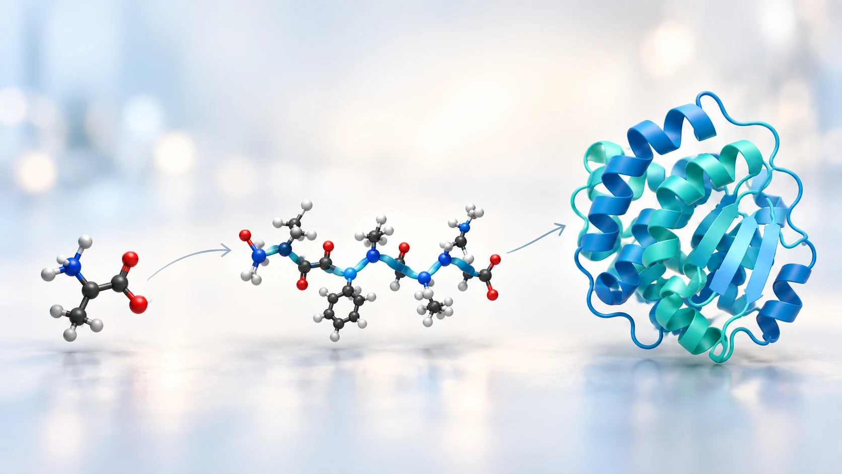 Peptides vs. Proteins vs. Amino Acids: What Actually Separates Them