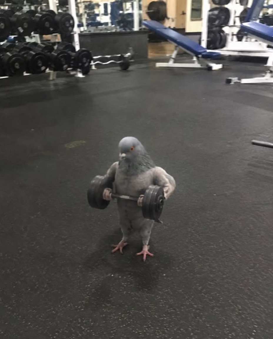 A pigeon lifting weights in a gym