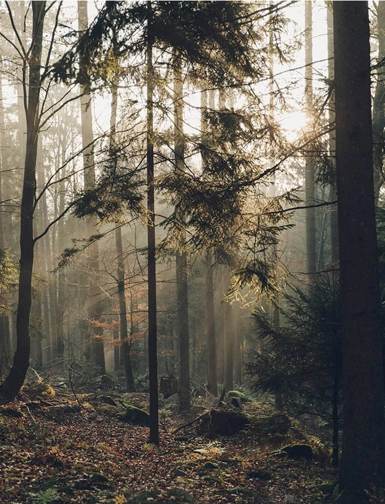 Sonnenlicht fällt durch einen Nadelwald