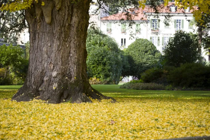 Baumschutz in der Stadt Zürich