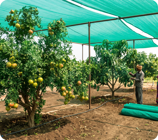 Agriculture & Greenhouse