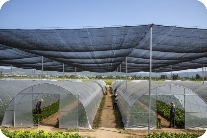 For selected protected-cultivation and internal shading requirements.