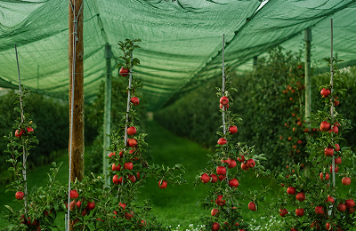 Agricultural Shade Net