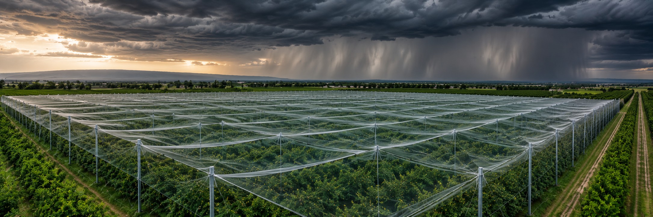 Anti-Hail Net