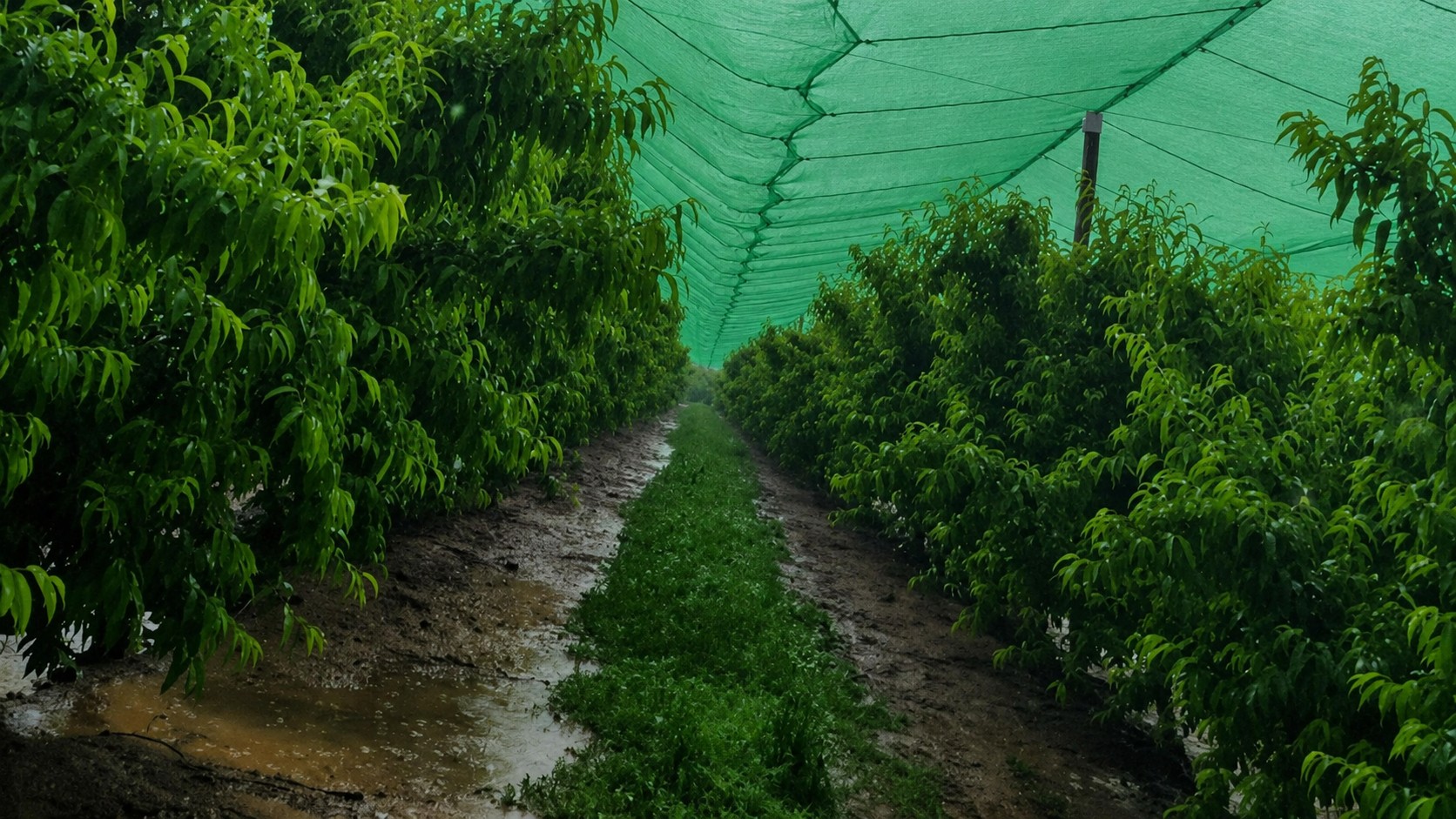 Anti-Hail Net