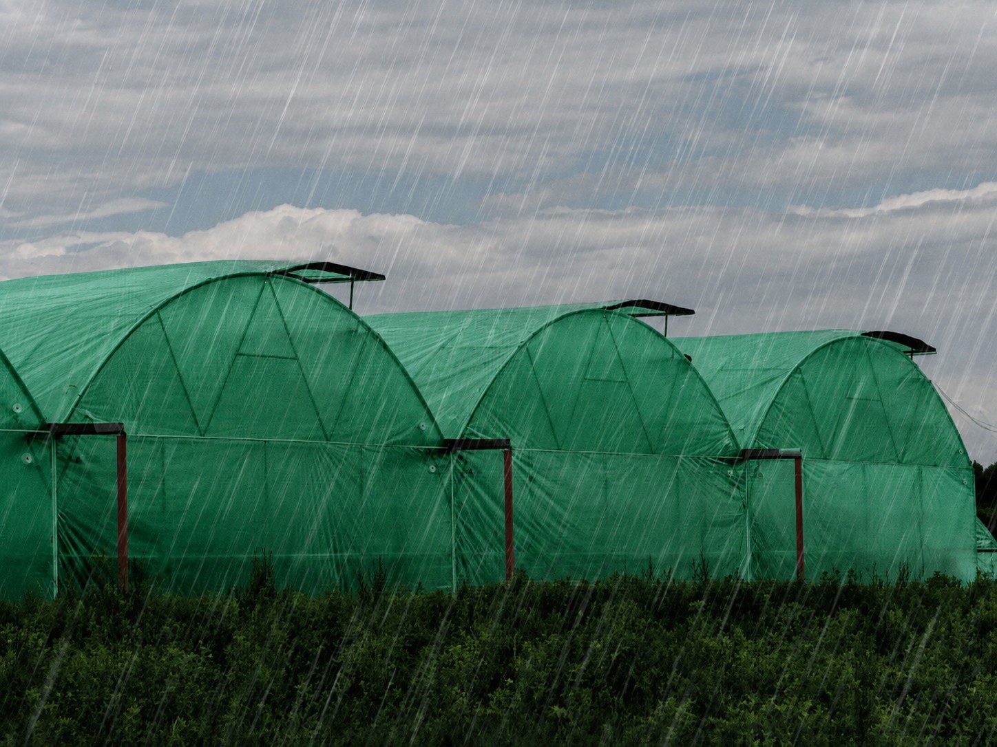 Anti-Hail Net