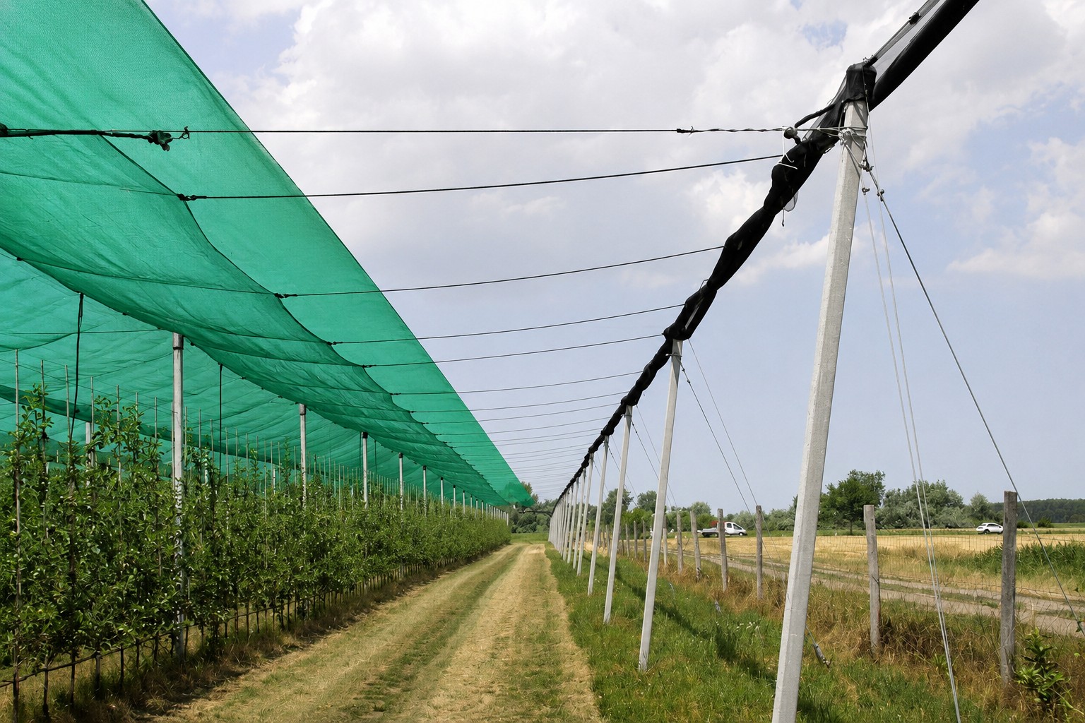 Anti-Hail Net