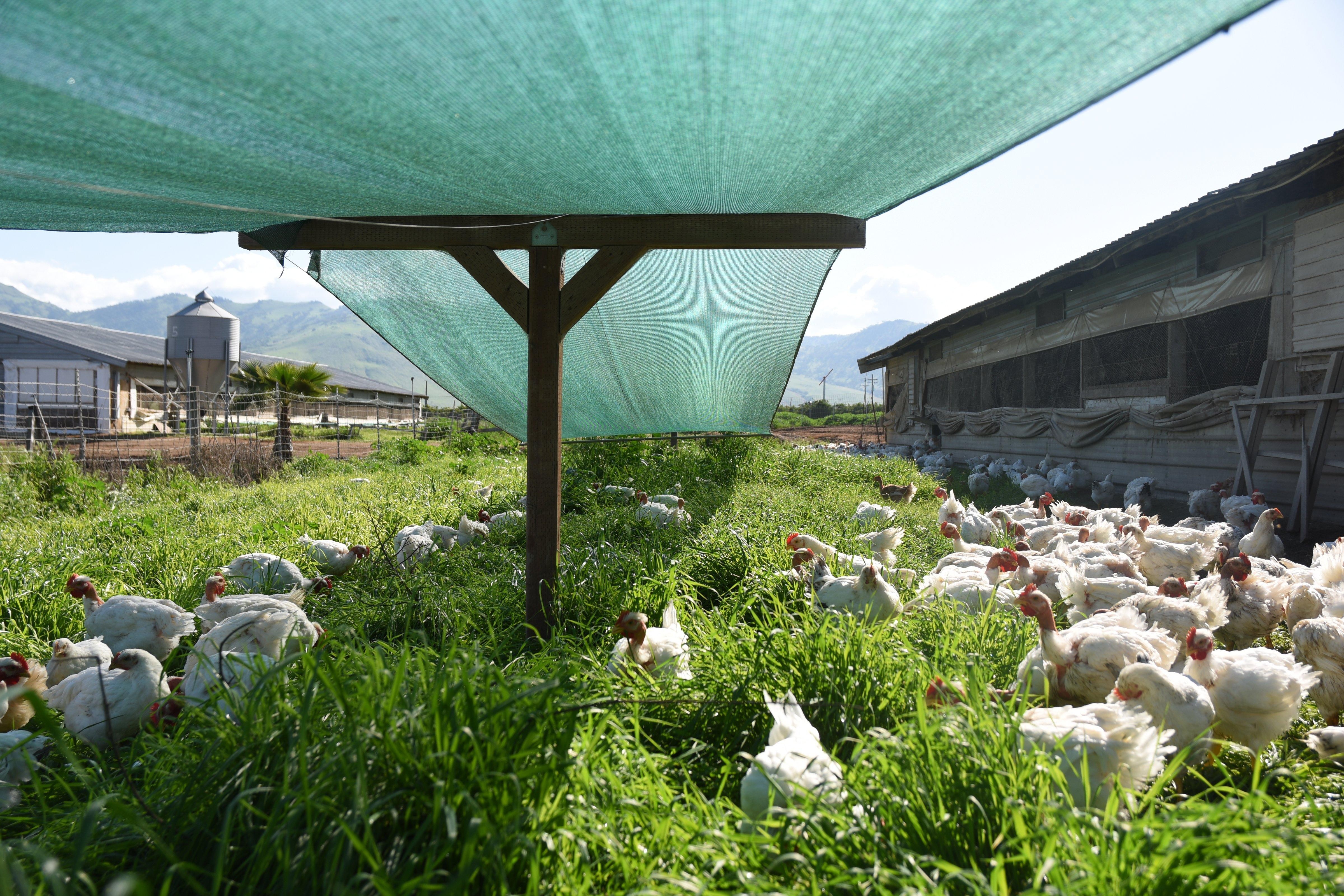 Aquaculture & Animal Husbandry