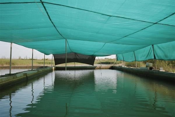 Aquaculture & Animal Husbandry