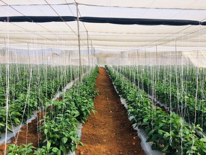 Protective Farming