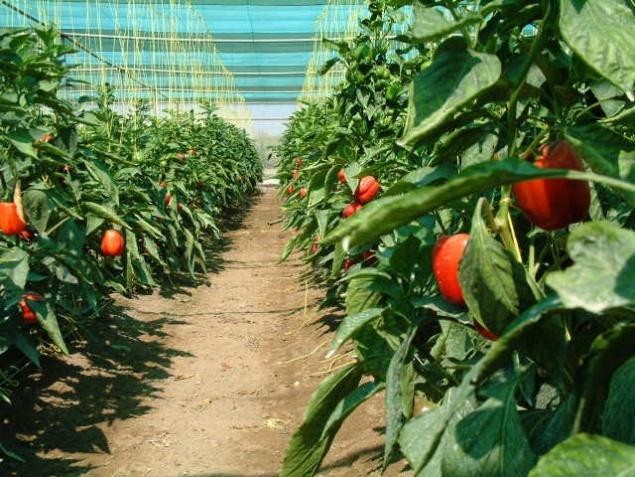 Protective Farming