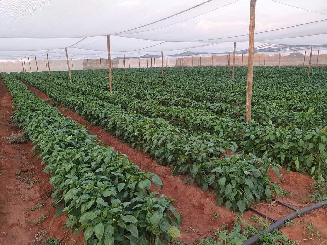 Protective Farming