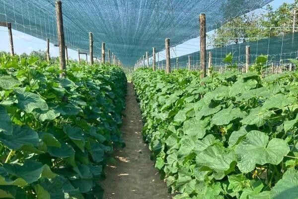 Protective Farming