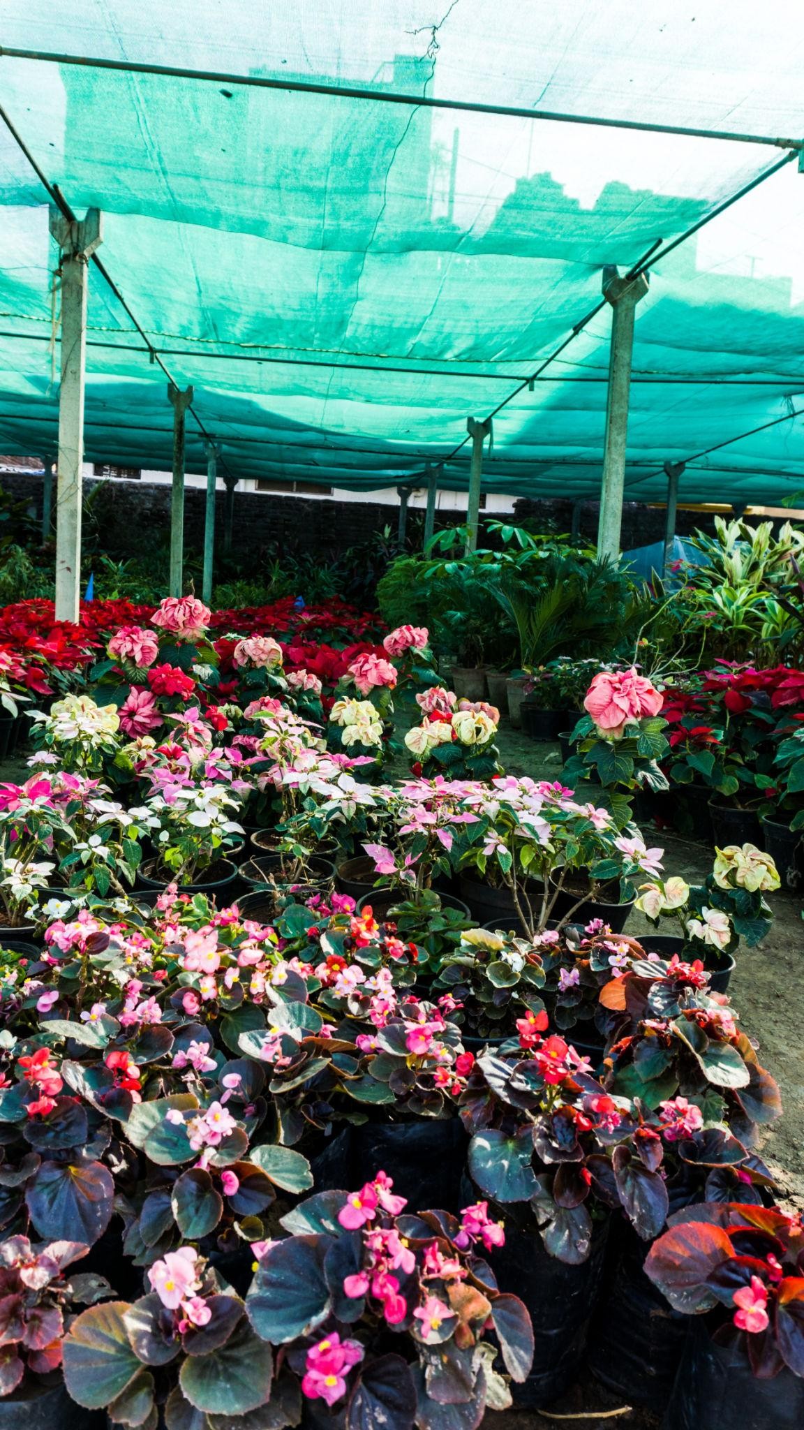 Nursery & Garden