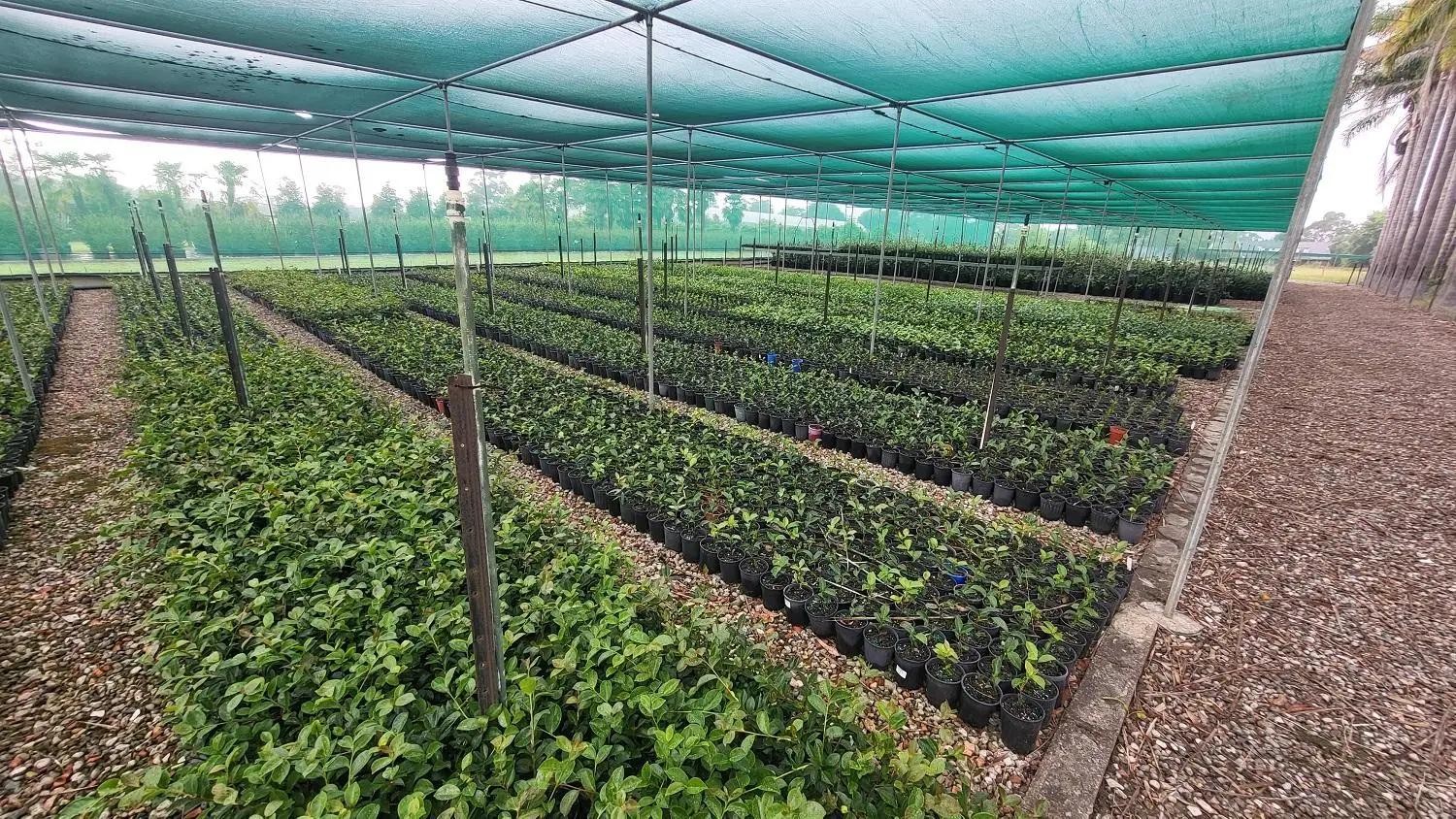 Nursery & Garden