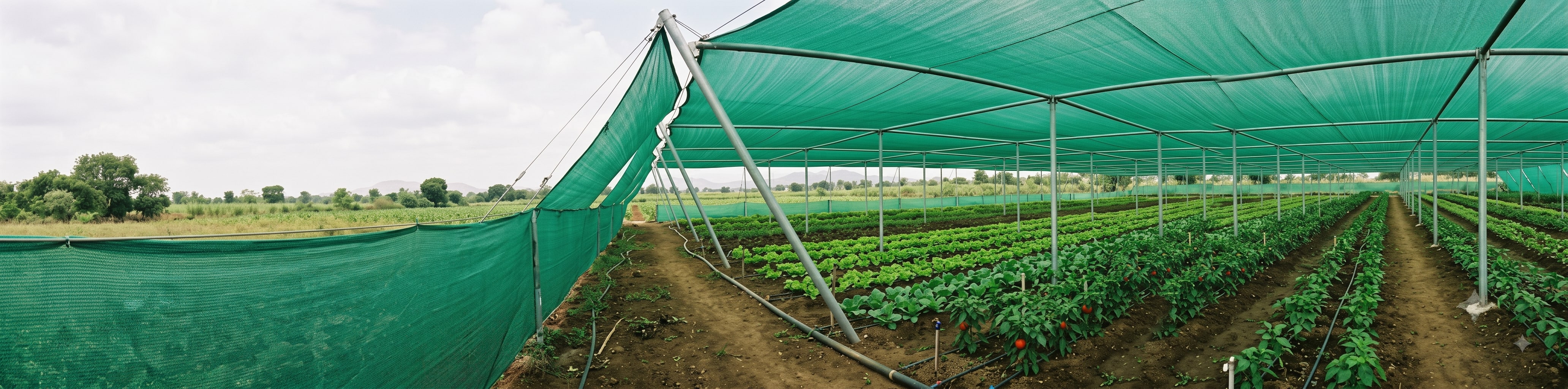 Shade Net for Capsicum: How to Plan Shading for Protected Cultivation