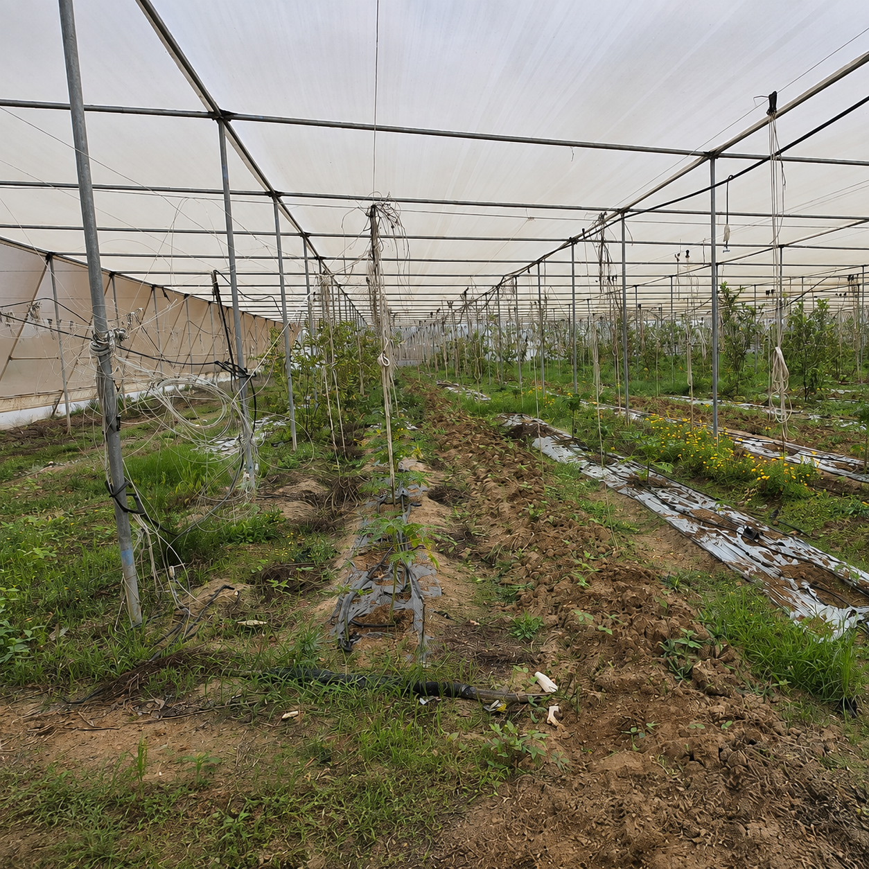 How Protective Netting Supports Modern Cultivation
