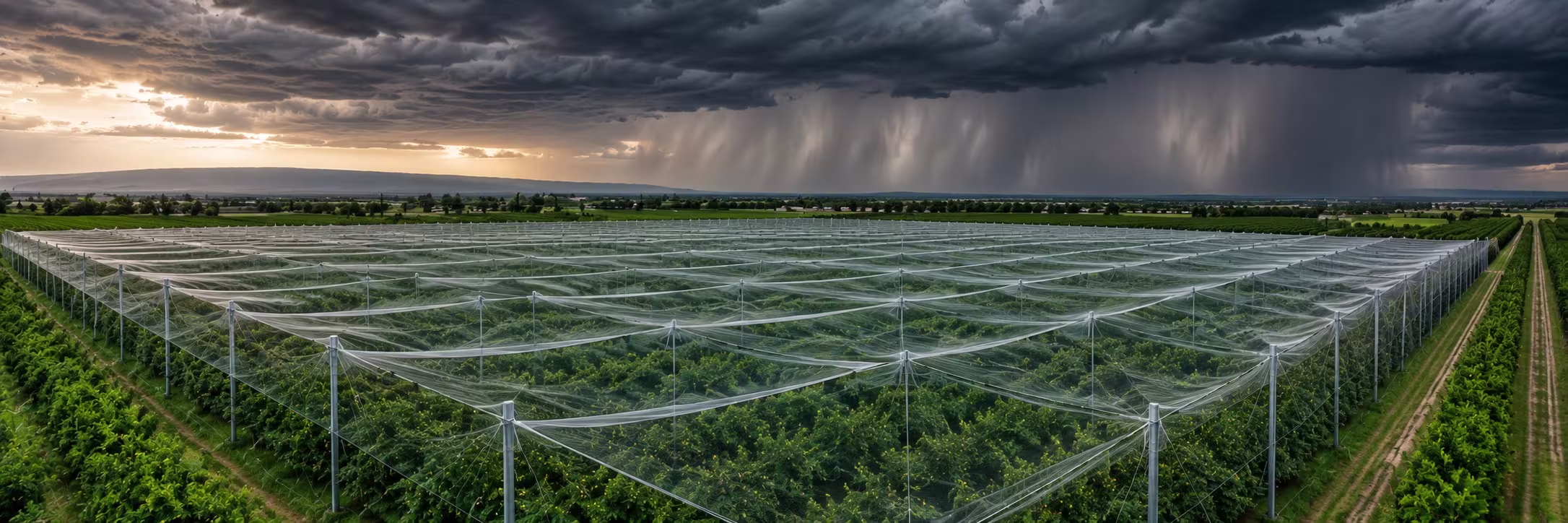 Anti-Hail Net