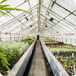 White shade-net roof diffusing sunlight inside a plant nursery