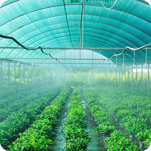 Green shade-net roof installed above evenly spaced crop rows