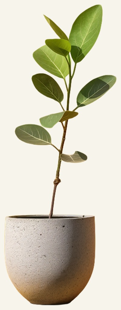 A young potted plant in a stone pot