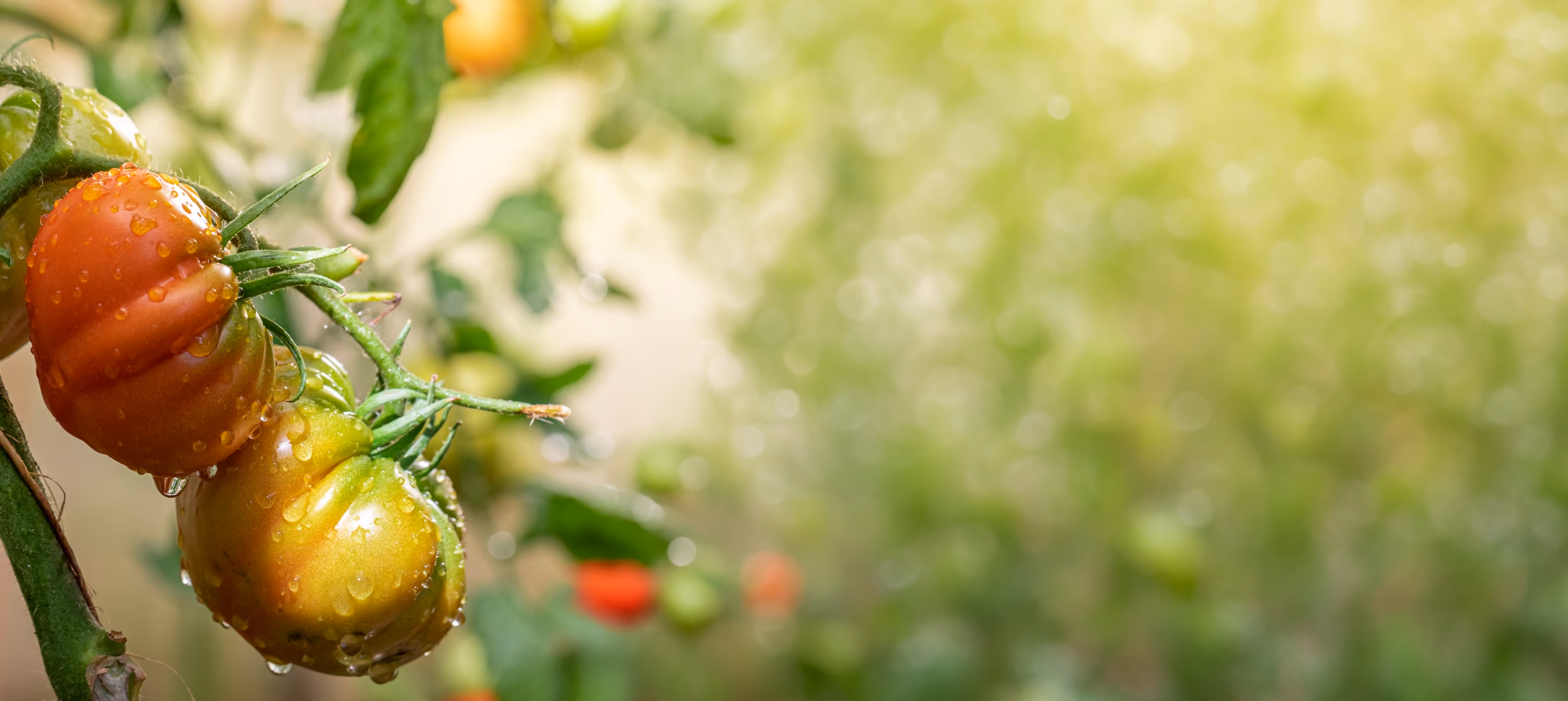 Reife und unreife Tomaten mit Wassertropfen hängen am Zweig vor grünem verschwommenem Hintergrund.