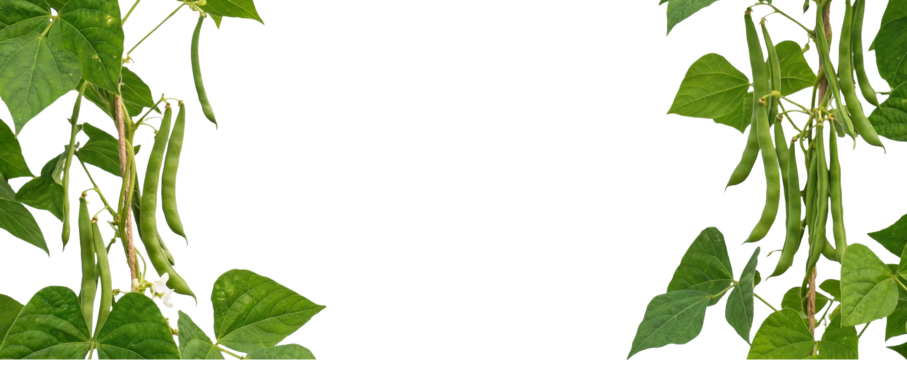 Grüne Bohnen hängen an Pflanzen mit grünen Blättern auf schwarzem Hintergrund.
