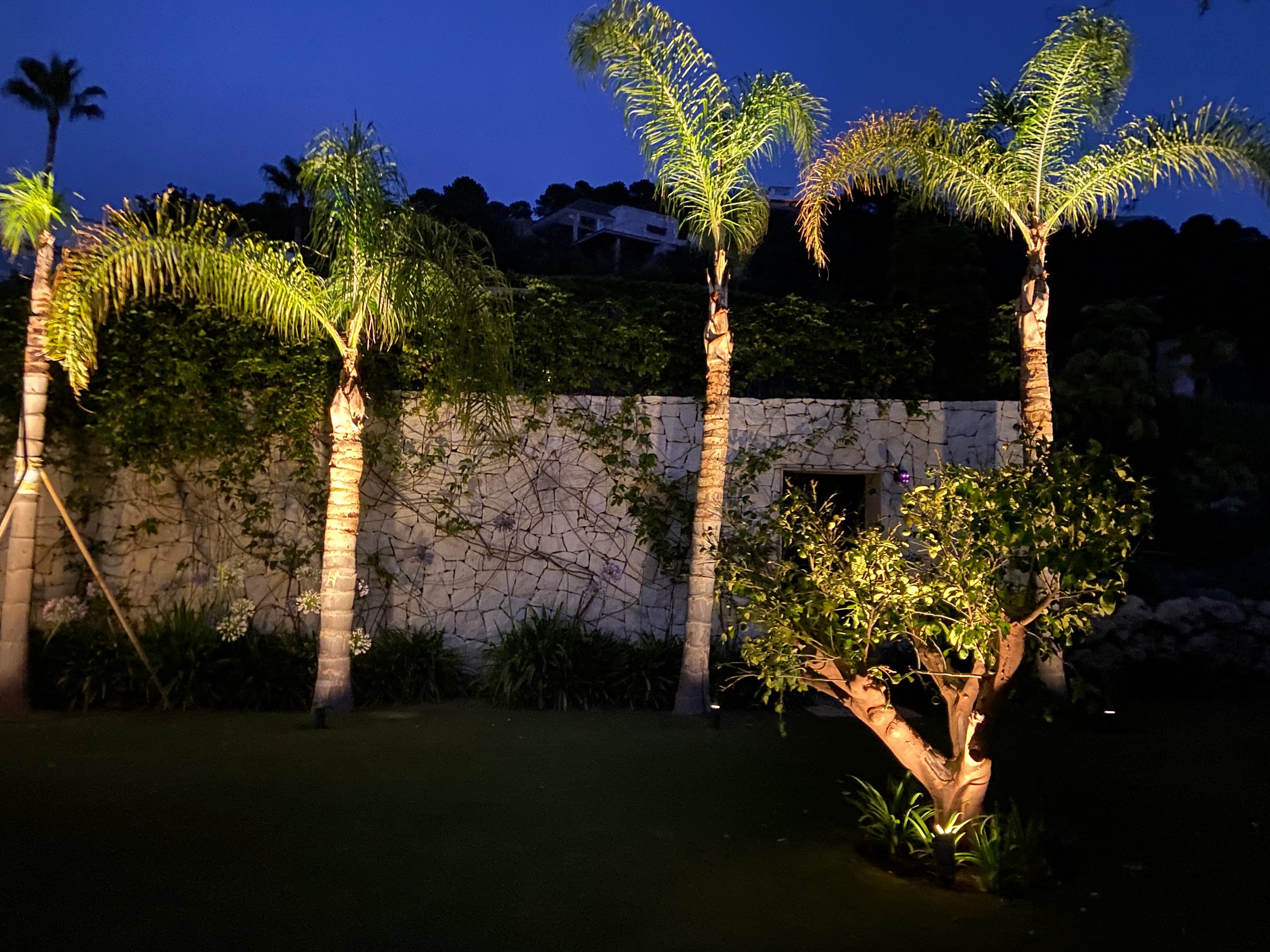 Palm trees and landscaped garden illuminated by exterior lighting