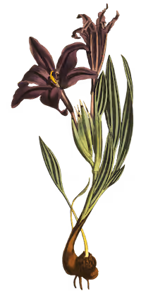 Decorative flower