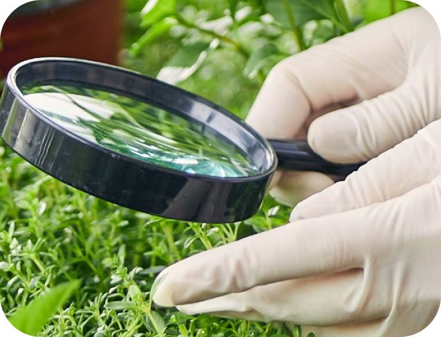 Cannabis cultivation with protective gloves