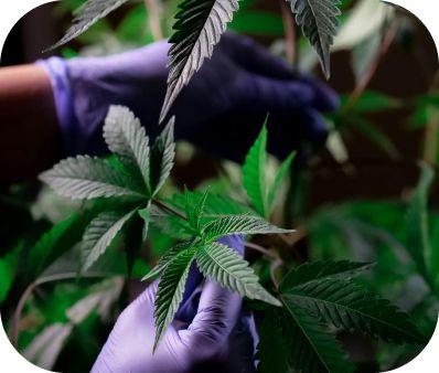 Cannabis plant handling with protective gloves