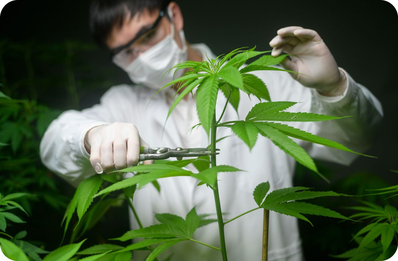 Cannabis horticulture with protective gloves