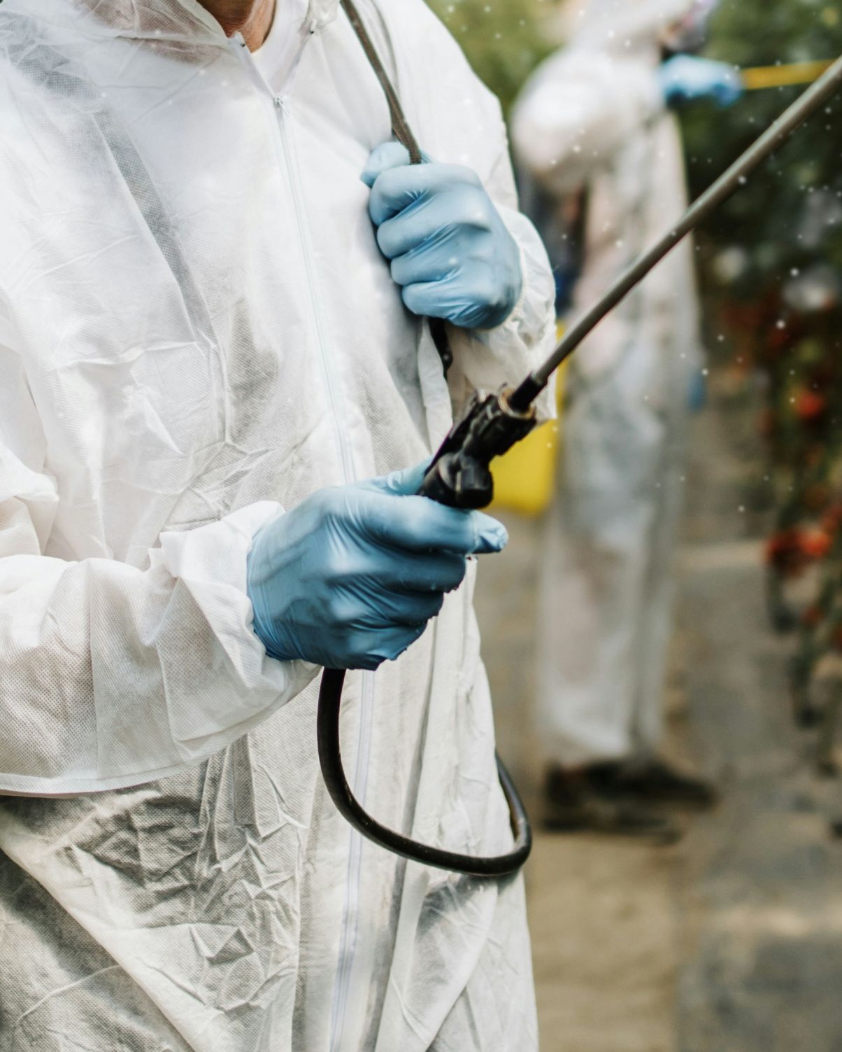 Cannabis processing with protective gloves