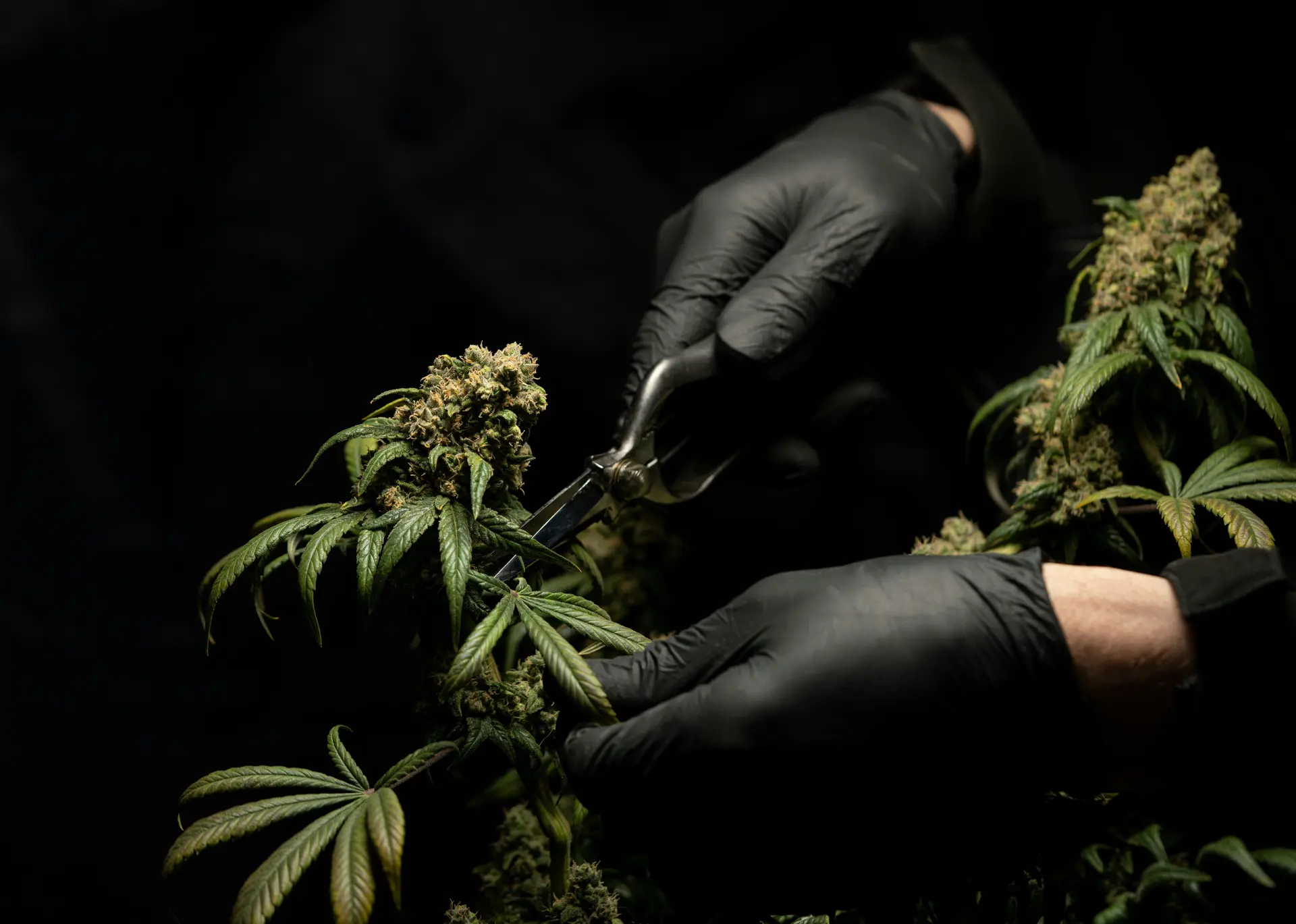 Cannabis professional harvesting plants while wearing disposable gloves