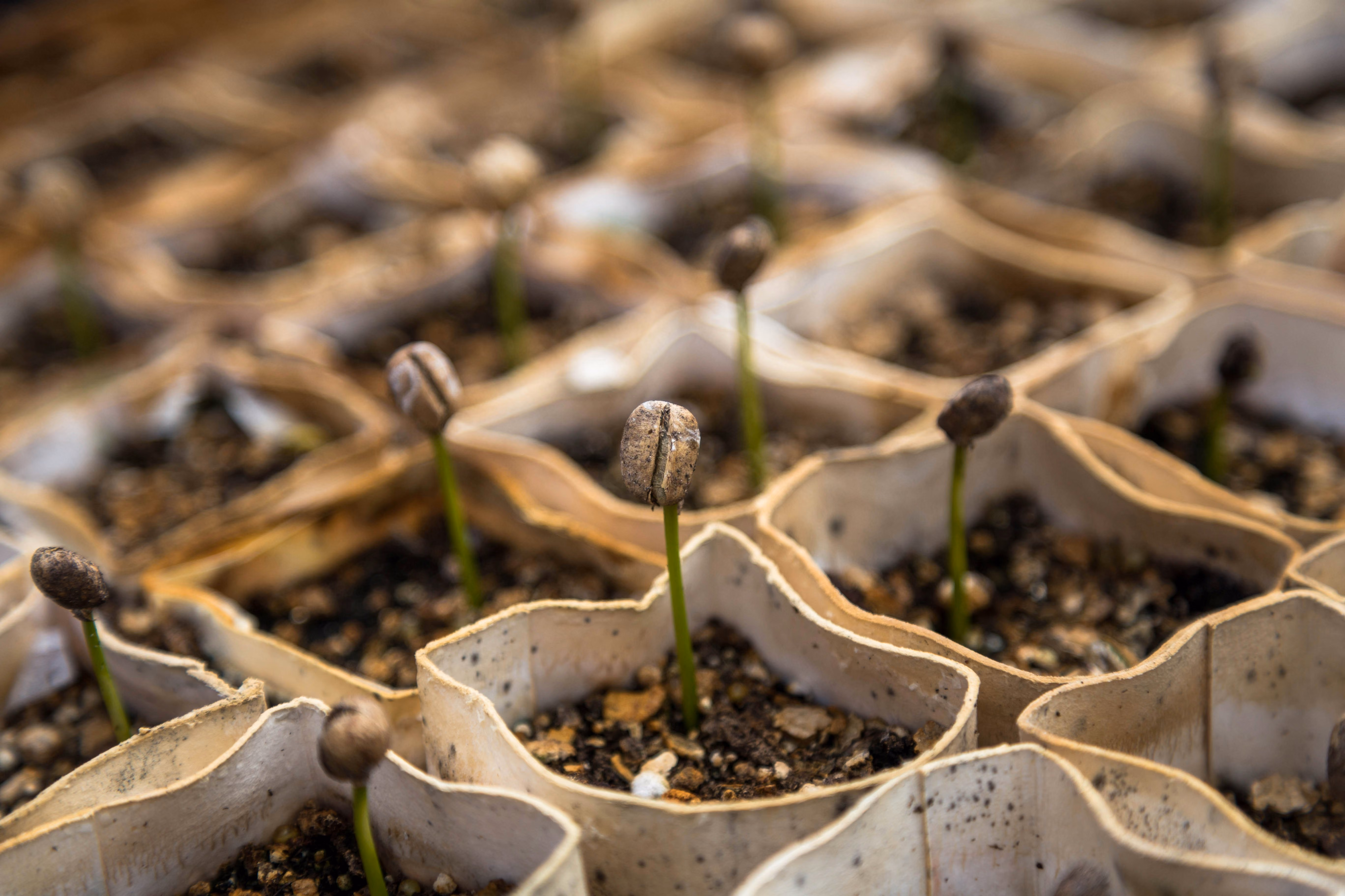 Close-up of coffee beans sprouting green seedlings in biodegradable seedling trays filled with soil.