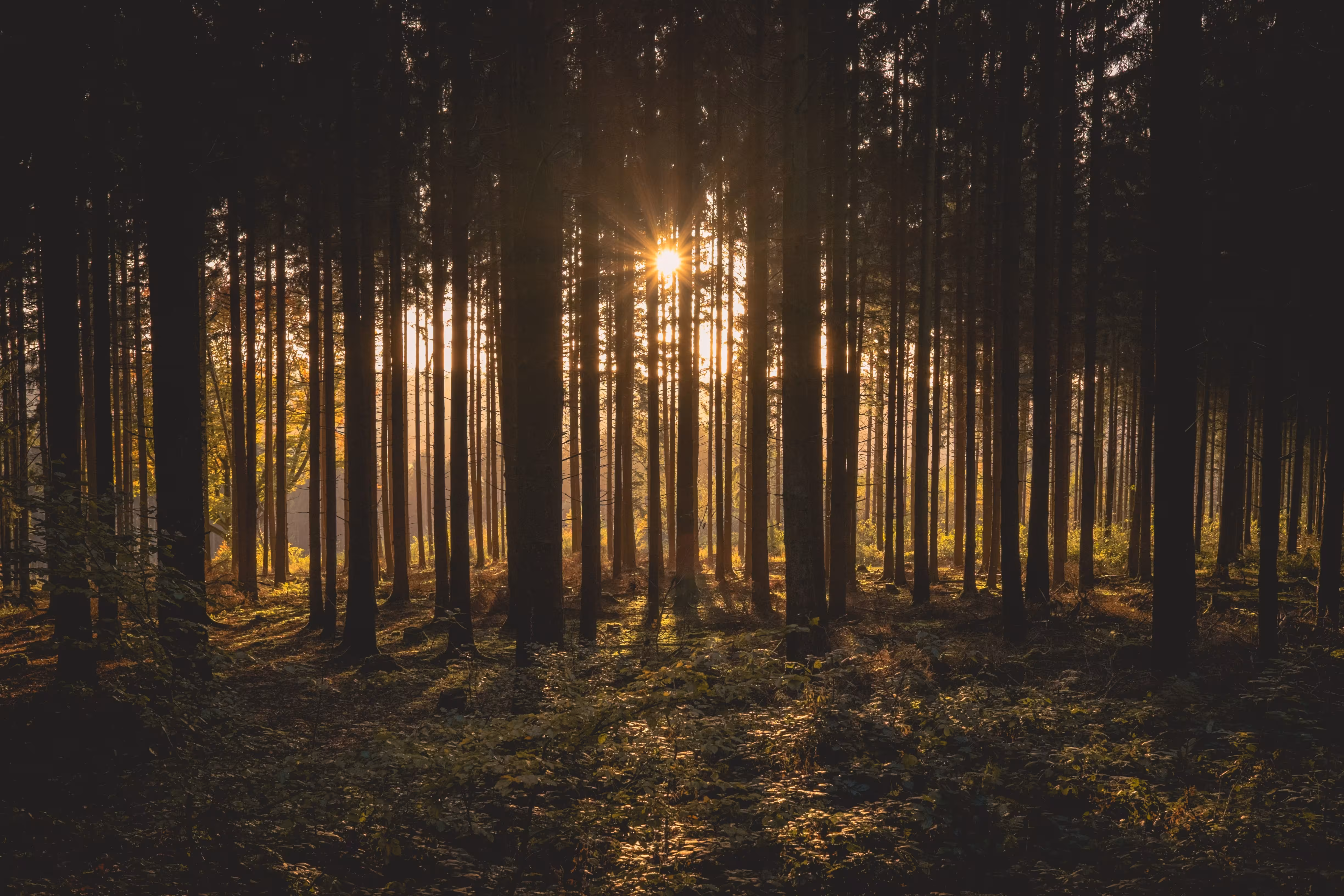 Sunlight shining through tall pine trees in a dense forest during golden hour.