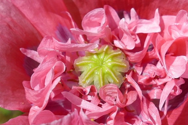 plantes pour favoriser le sommeil