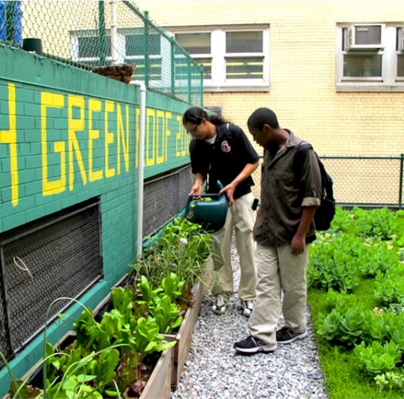 Two students watering plants in a school green roof garden