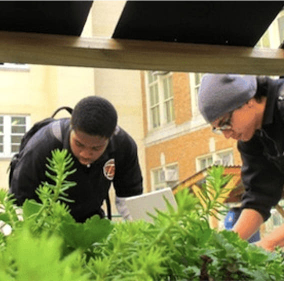 Two students examining plants in an outdoor school garden