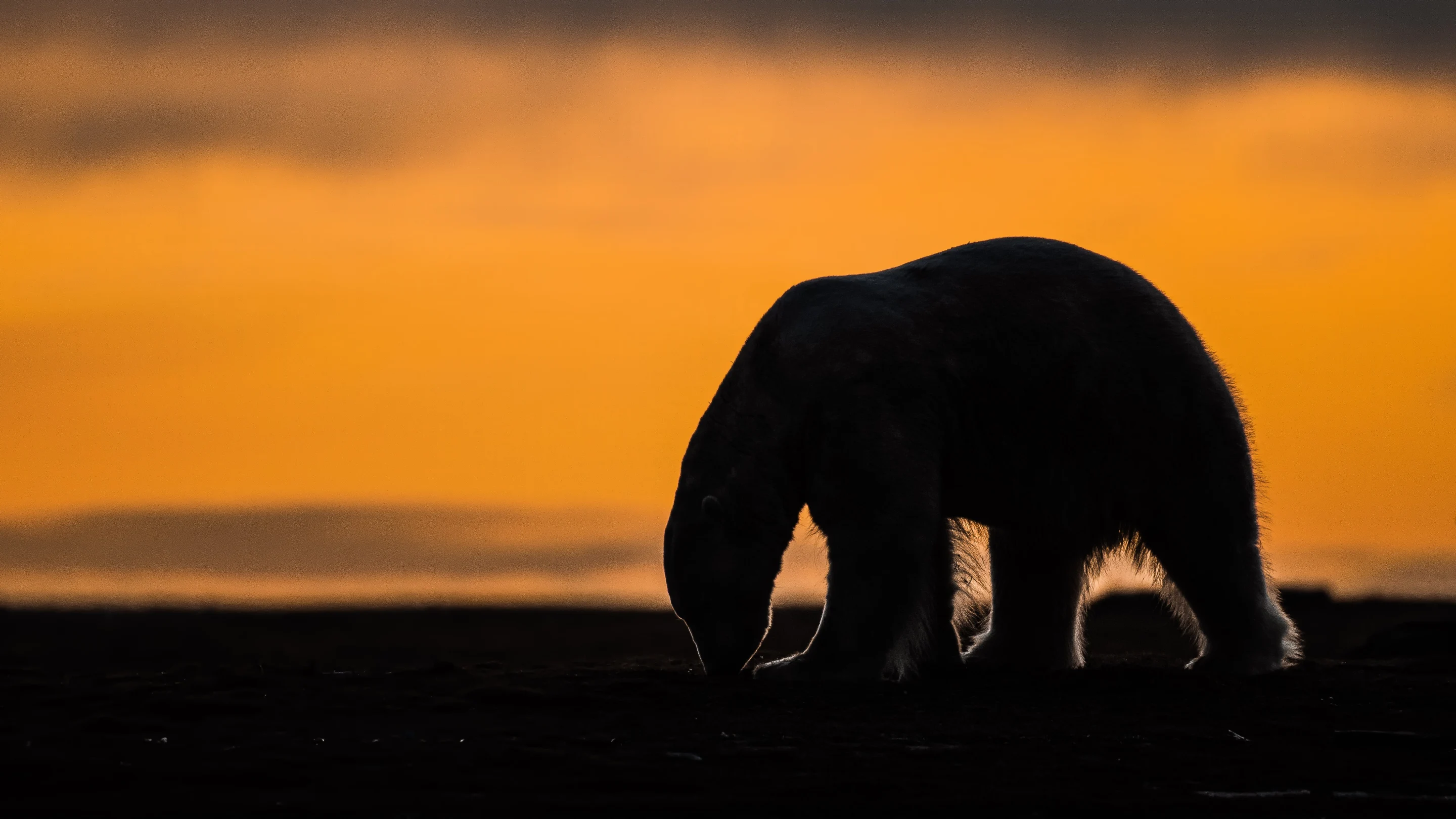 Polar bears near the Alaska Native village of Kaktovik. Photo by Roger MacKertich via AP